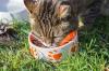 Photo for Animal And Pet Food Global Market Report To 2022