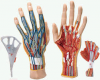 Photo for Global Hand Anatomical Model Market Size, Share, Outlook, Growth, Key Players and Forecast 2013-2028