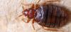 Photo for Want to remove Bed Bugs? Call Pest Control Gurgaon