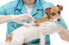 Photo for Hire Low Cost Pet Vaccinations at askthevetatl.com