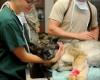Photo for Global Animal Medicine Market Segments And Insights