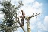 Photo for WoodPeckerz Tree Services