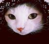 Photo for Organic Toys For Cats And Dogs