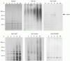 Photo for cell tissue lysates
