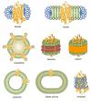 Photo for what is the difference between an antigen and antibody