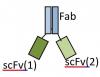 Photo for acvr2b