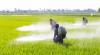 Photo for Paraquat Dichloride Market Size, Trends, Growth, Analysis & Outlook by 2025