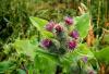 Photo for Collection of Best Home Remedy and Natural Cures