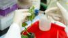 Photo for Plant-based Vaccines Market Gobal Industry Size, Share, Analysis, and Forecast 2018-2026
