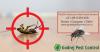 Photo for Flat 20% off on Pest Control Gurgaon
