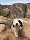 Photo for Sheepadoodle Puppies for Sale near Me | Open Range Pups