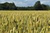 Photo for Global Grain Farming Market Segments And Insights