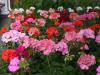 Photo for Global Greenhouse, Nursery, And Flowers Market Segments And Insights