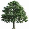Photo for Linbergh's Tree Service Greensboro