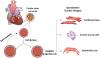 Photo for Human Cardiac Stromal Cells