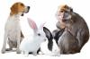 Photo for Animal Model Market 2026 Size, Share, Trends, Growth, Regional Outlook And Forecast to 2026