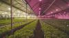 Photo for LED Lighting Horticulture Market - Global Industry Insights, Trends, Outlook, and Opportunity Analysis, 2018–2026