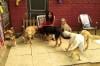 Photo for DogtailPurrfect Holiday Hostel