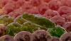 Photo for Alkaline Proteases Market Growth Trends Recorded till 2026