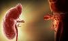Photo for Transplant Diagnostics Market: Growth, Development, Trends, Demand, Analysis and Forecast 2026