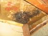 Photo for Mold Damage Laconia