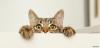Photo for Tips which you absolutely must bear in mind before acquiring a cat