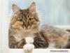Photo for Long haired cats and how to care for their fur