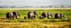 Photo for Nairobi Day Tour Excursions
