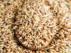 Photo for Forage Seed Market - Global Industry Insights, Trends, Outlook, and Opportunity Analysis, 2018–2026