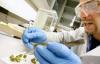 Photo for Cannabis Testing Market: Incur Rapid Extension During 2018 – 2026