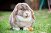 Photo for Funny animal videos