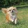 Photo for McFaddin's Kennels
