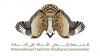 Photo for International Fund for Houbara Conservation