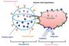 Photo for cd43 b cells