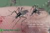Photo for Get Ready for 20% Discount on Pest Control Services in Delhi NCR