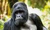 Photo for Gorilla Tracking Tours