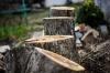 Photo for Gainesville Tree Pro Haile Plantation