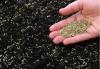 Photo for Grass Seeds Market Evaluation With Focus On development & Trends 2018 – 2026