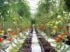 Photo for Greenhouse Produce Market Business Opportunity and Growth 2026