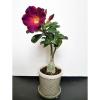 Photo for 10 Flowering Plants That Can Be The Best Mother’s Day Gift
