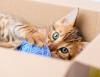 Photo for Getting a Kitten - Tips to follow