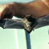 Photo for Georgia Bat Control