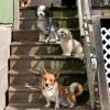Photo for Harper's Doggie Daycare