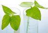 Photo for Excellent Growth Of Plant Stem Cell Market 2026 : with Growth And Revenue Analysis