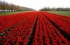Photo for Consumer Floriculture Market  Industry Trades, and Future prospects by 2026