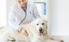 Photo for Pet Health Products Market – Global Industry Insights, Trends, Outlook, and Opportunity Analysis, 2018-2026