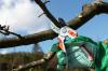 Photo for Neumann & Sons Tree Service