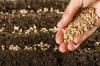Photo for Hybrid Seeds Market Segmented by Industry Trends, Outlook, Regulatory Bodies & Regulations and Key Market Players Till 2026