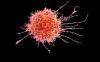 Photo for Natural Killer Cells Market to Register Unwavering Growth By 2026