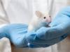 Photo for Animal Model Market To Increase In Popularity of Healthcare Sector to Boost Growth